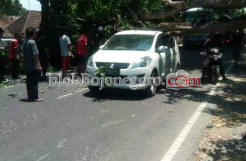 Pohon Tumbang Timpa Mobil di Desa Blongsong Baureno